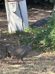 Tasmanian Nativehen