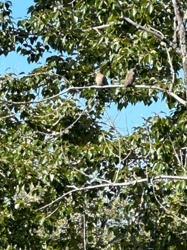 Mourning Dove
