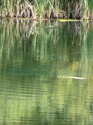Unidentifiable Bird