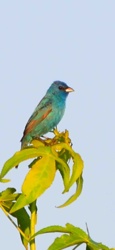 Indigo Bunting (Passerina cyanea)