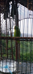 Plain Parakeet