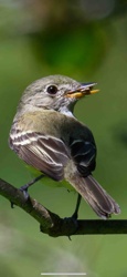 Acadian Flycatcher