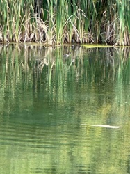Common Moorhen (Gallinula chloropus)