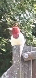 Red-headed Woodpecker