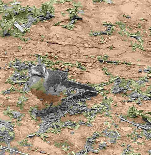 White-eyebrowed Robin-Chat