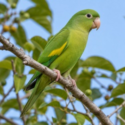 Yellow-chevroned Parakeet