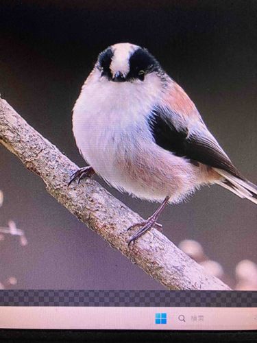 Long-tailed Tit (Japanese subspecies)