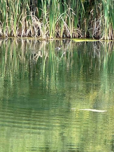 Common Moorhen (Gallinula chloropus)