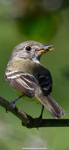 Acadian Flycatcher