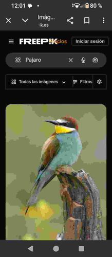 European Bee-eater