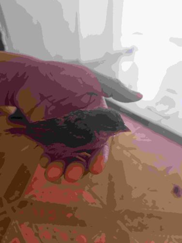 Barn Swallow (Juvenile)