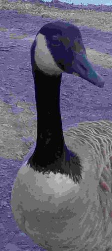 Canada Goose