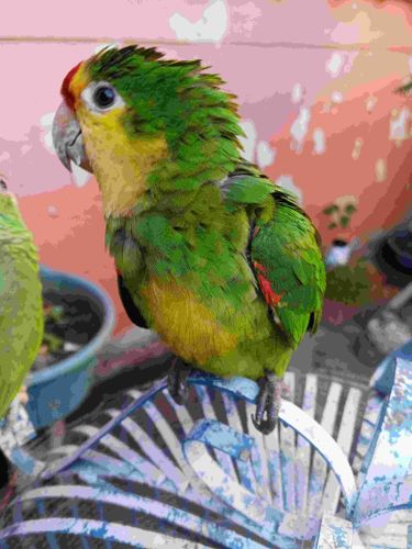 Peach-fronted Parakeet (or Peach-fronted Conure)