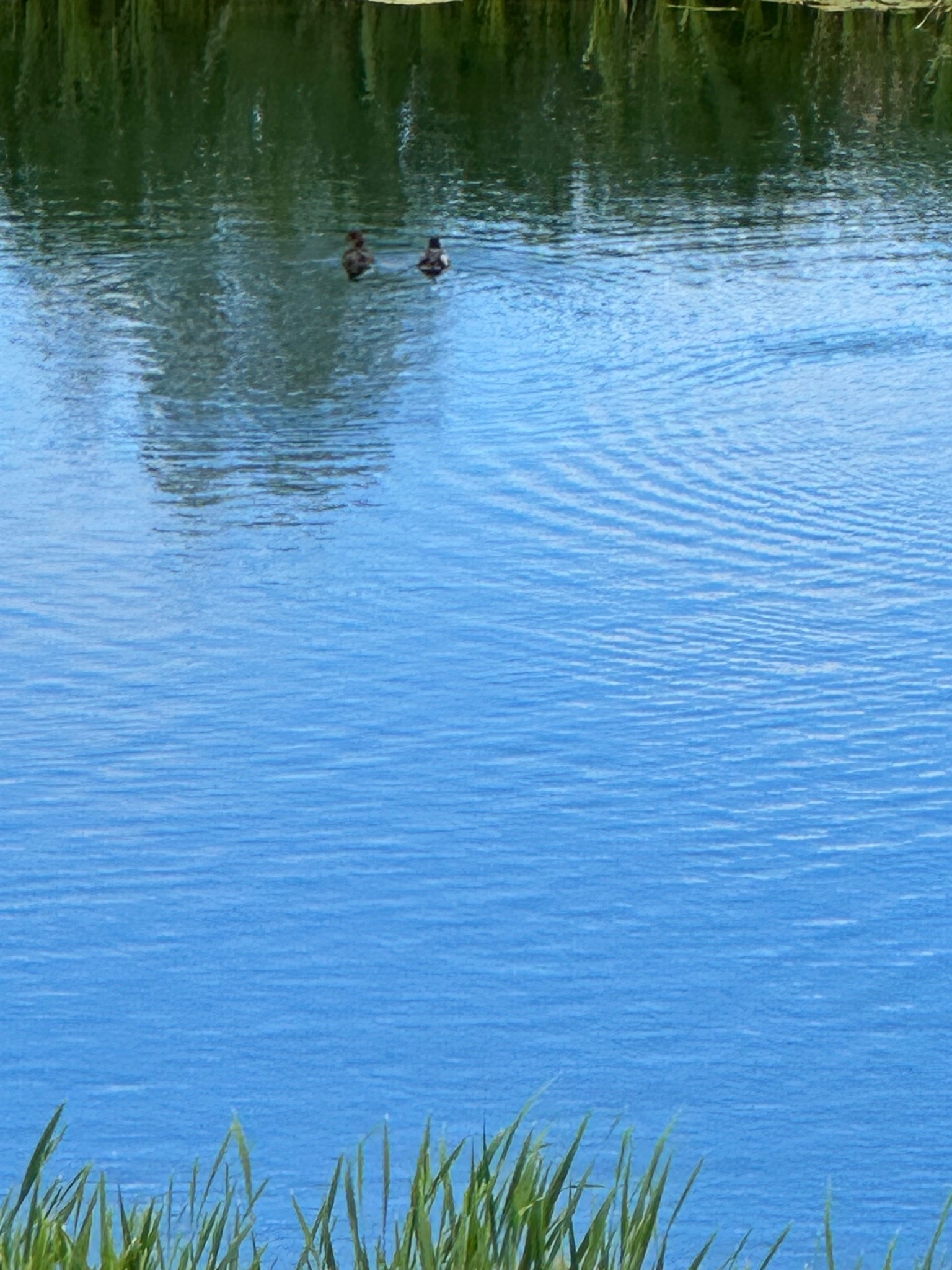 Tufted Duck