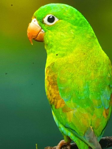 Orange-chinned Parakeet