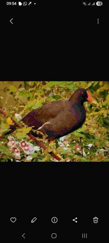 Common Moorhen