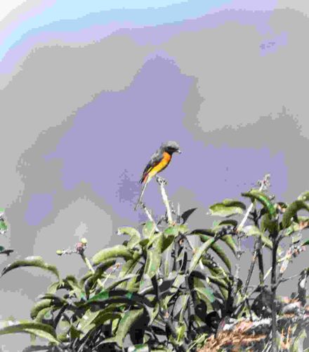 Small Minivet