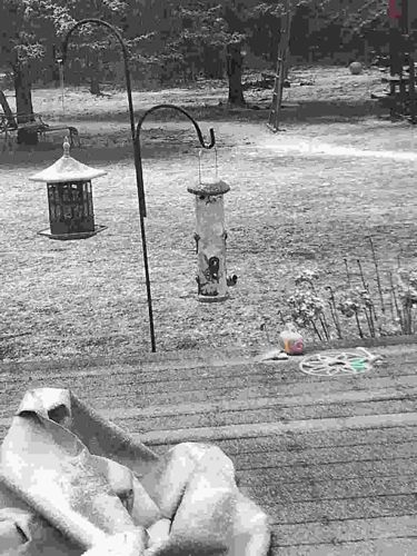 Chickadee (Black-capped or Carolina Chickadee)