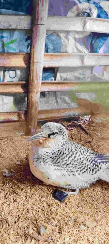 Red-tailed Tropicbird (Juvenile/Immature)