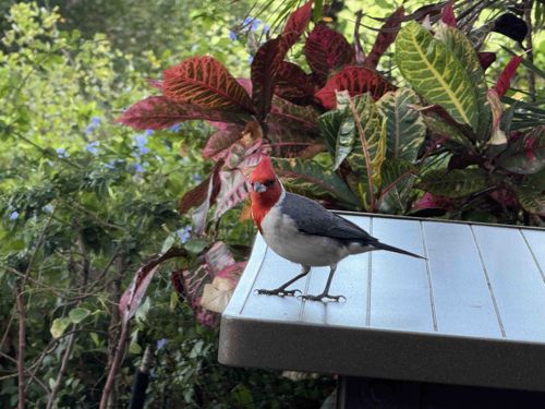 Red-crested Cardinal