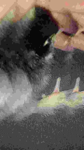 Asian Glossy Starling (Juvenile)