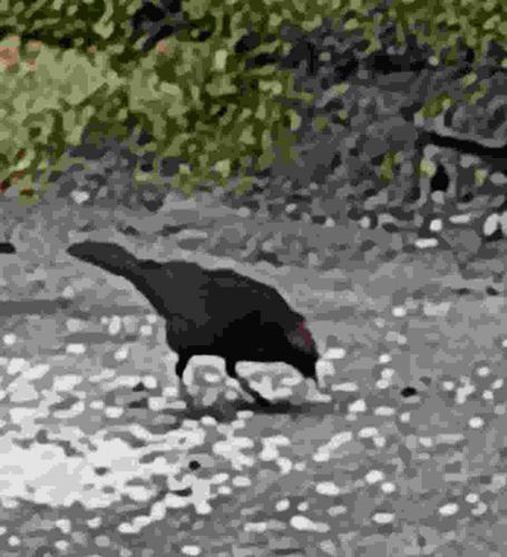 Australian Brush-turkey