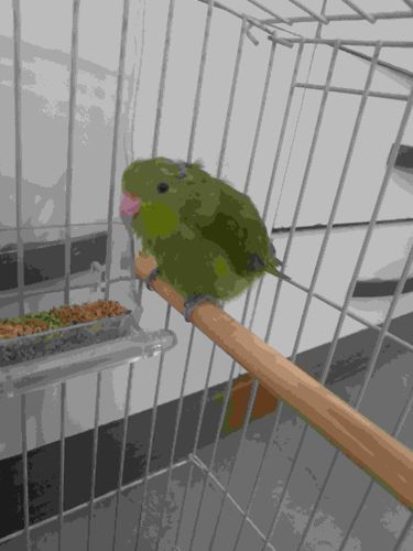 Pacific Parrotlet