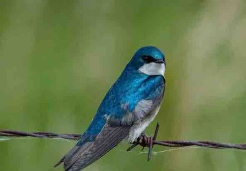 Tree Swallow
