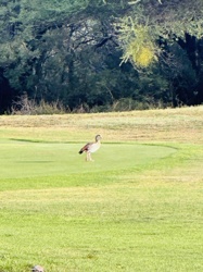 Egyptian Goose (Alopochen aegyptiaca)