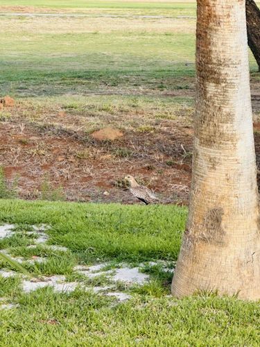 Indian Stone-curlew (Burhinus indicus)