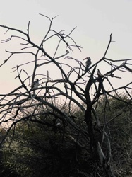 Von der Decken's Hornbill