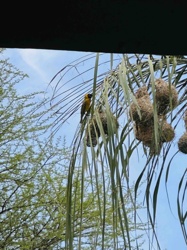 Village Weaver