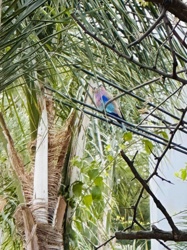 Lilac-breasted Roller