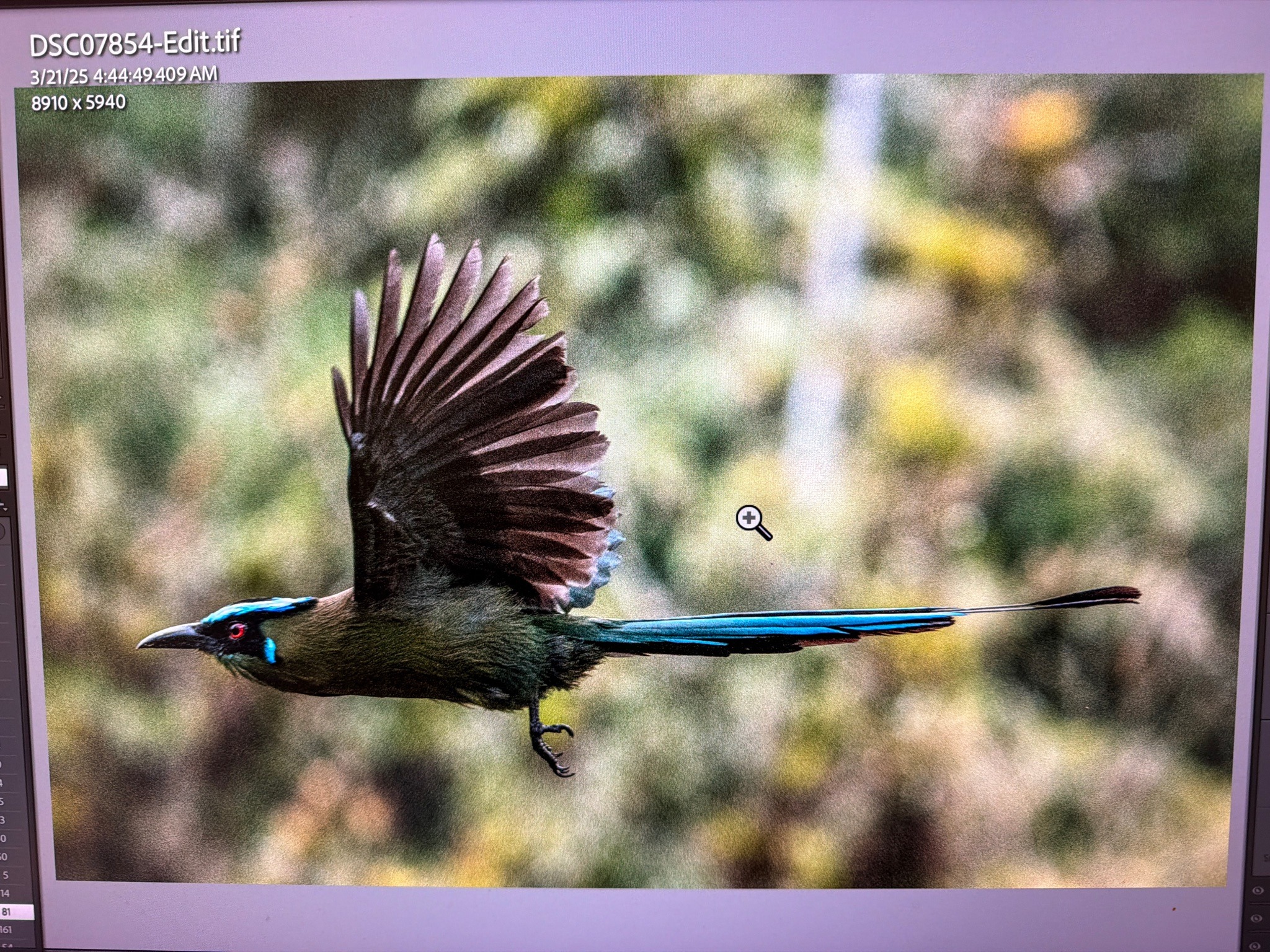 Blue-throated Motmot