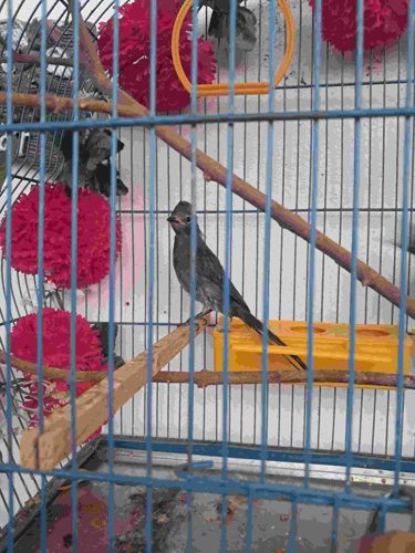 African Paradise Flycatcher (Captive Habitat)