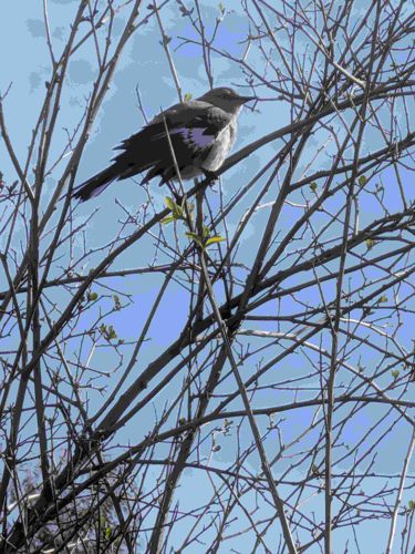 Northern Mockingbird