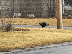 Wild Turkey