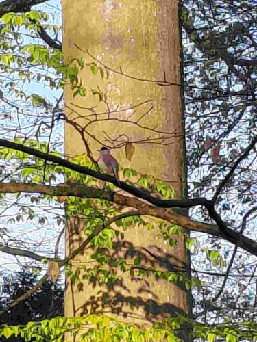 Eurasian Blackcap (Male)