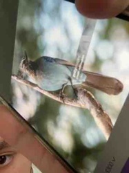 Turquoise Jay