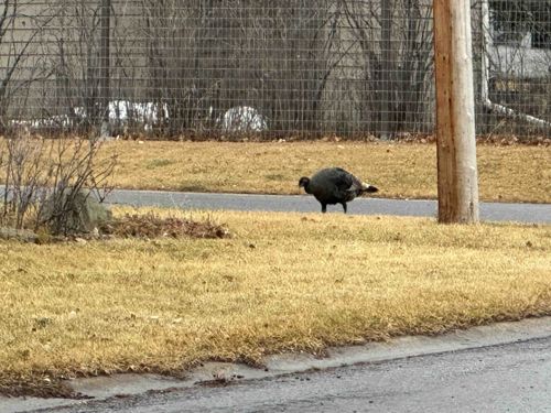 Wild Turkey