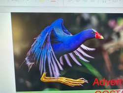 American Purple Gallinule