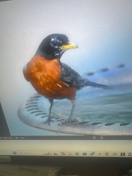 American Robin