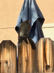 American Robin