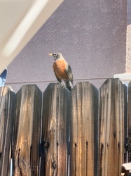 American Robin