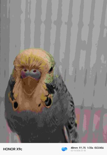 Budgerigar (Commonly known as a Budgie or Parakeet)