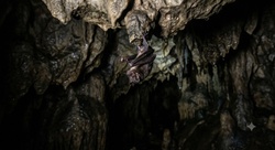 Not a bird (Bat)