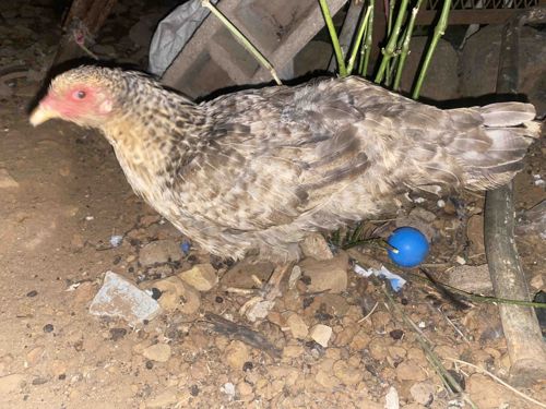 Domestic Chicken (Young Hen/Pullet)