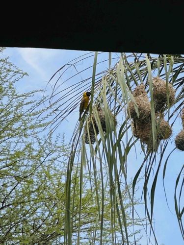 Village Weaver