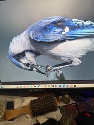 Blue Jay