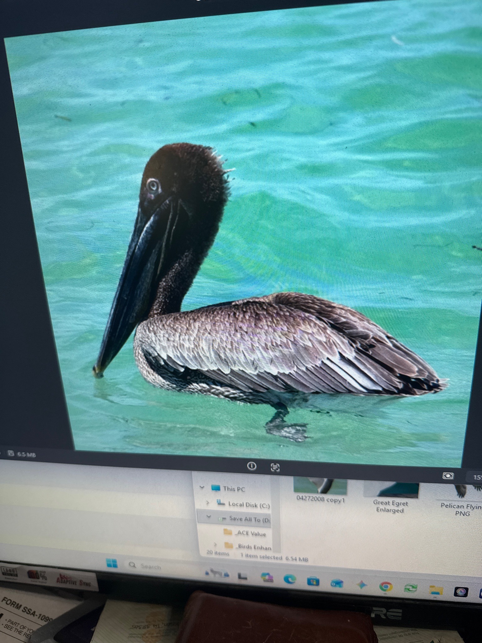Brown Pelican